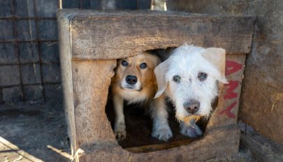 169 kutya vár örökbefogadóra a szépmezői menhely nyílt napján