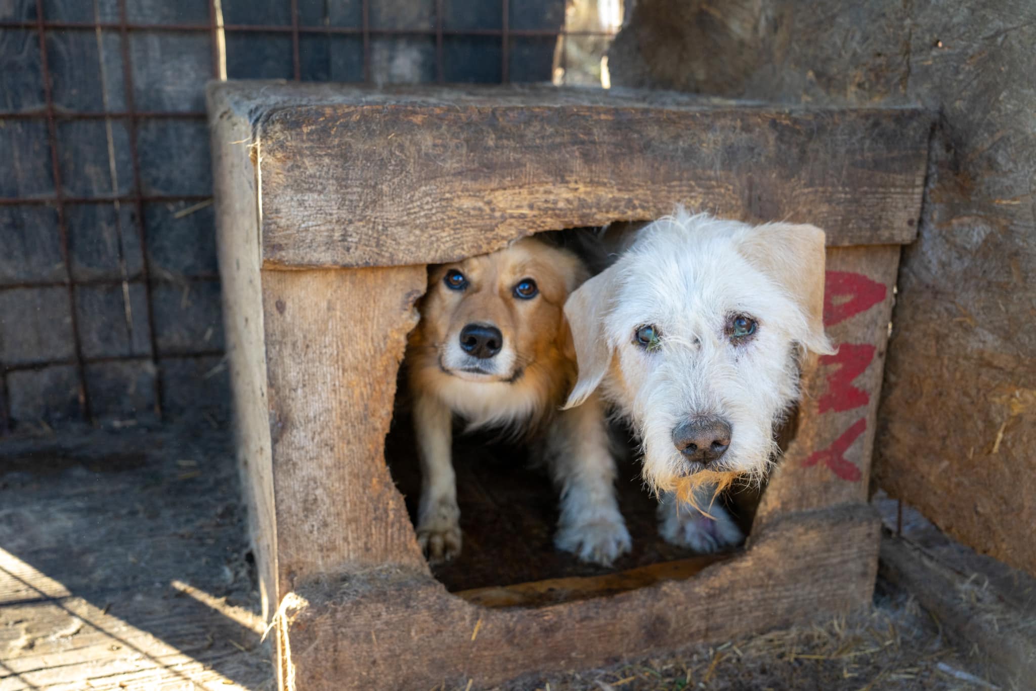 169 kutya vár örökbefogadóra a szépmezői menhely nyílt napján