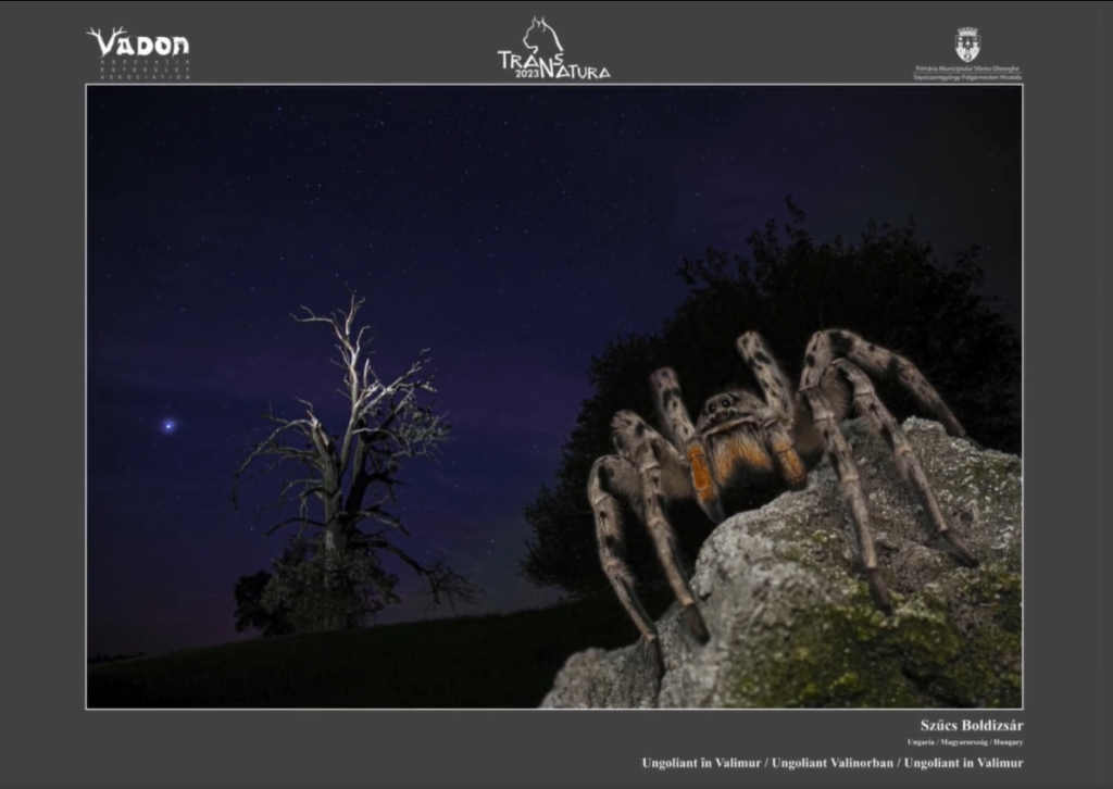 Szűcs Boldizsár: Ungoliant Valinorban. Fotó: TransNatura International Nature Photo Contest