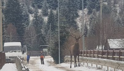 Kommandón sétált a „csodaszarvas”