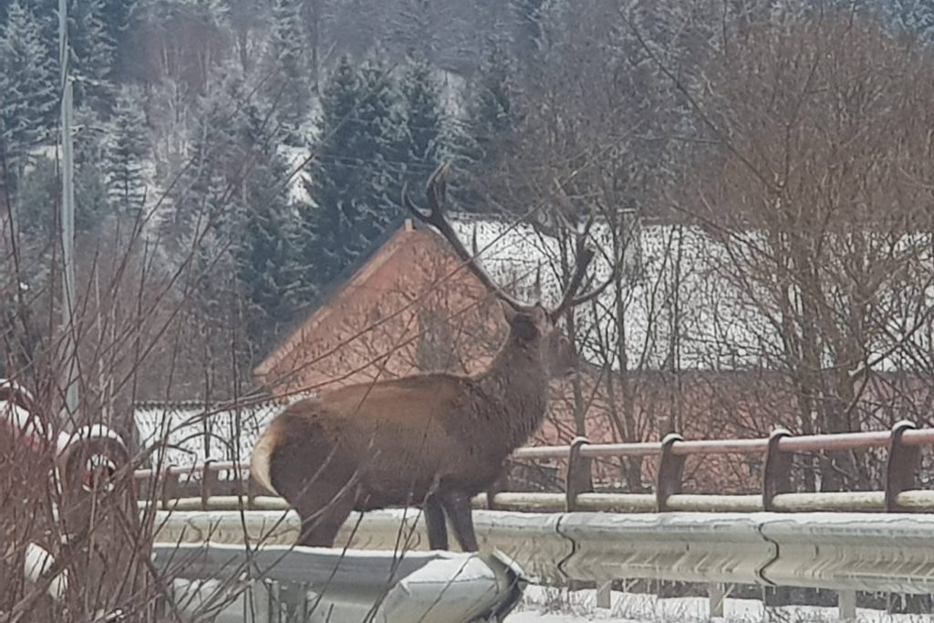 Fotó: Grofcsik Melánia/Facebook