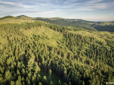 A klímaváltozásnak köszönhetően gyorsabban nőnek a fák és falják a szén-dioxidot