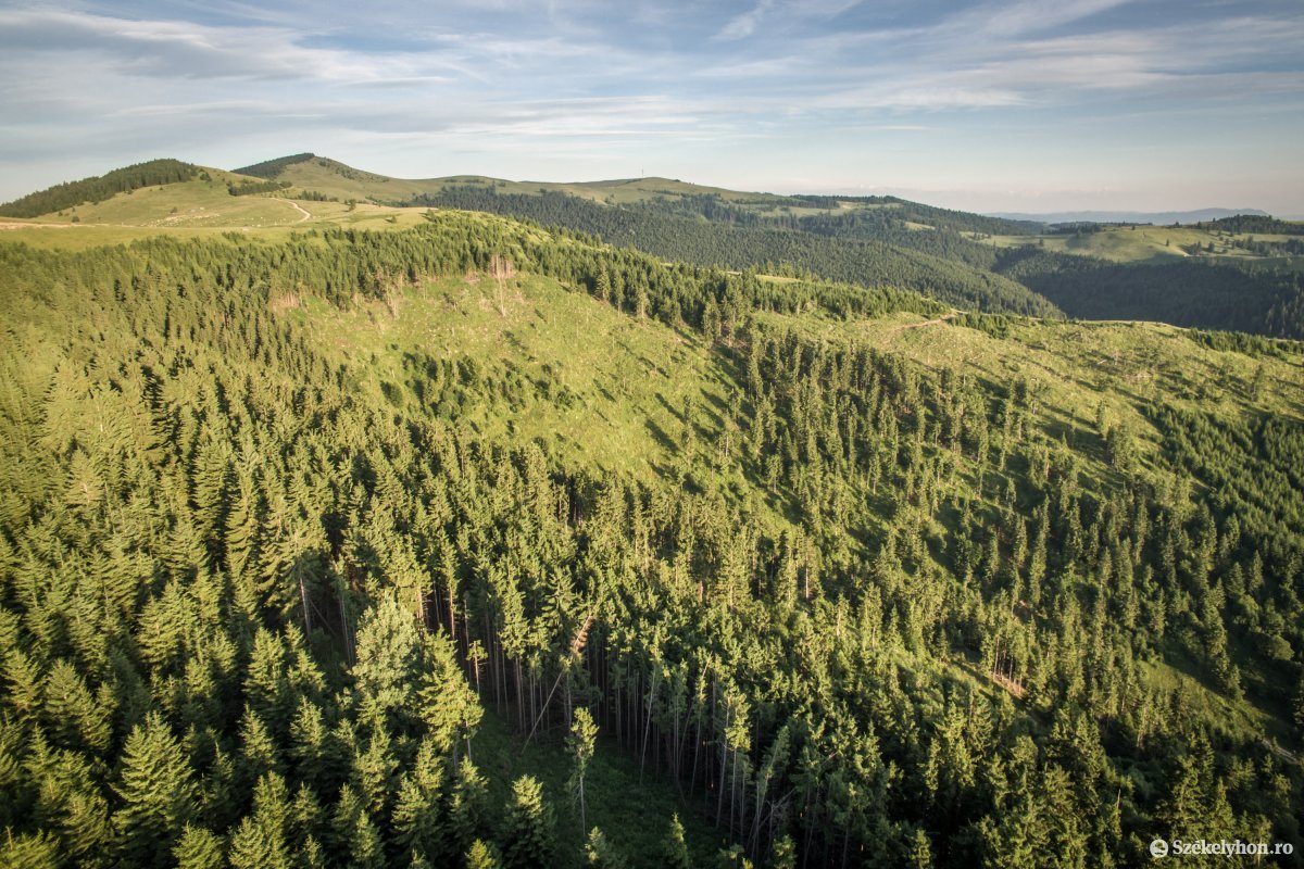 A klímaváltozásnak köszönhetően gyorsabban nőnek a fák és falják a szén-dioxidot