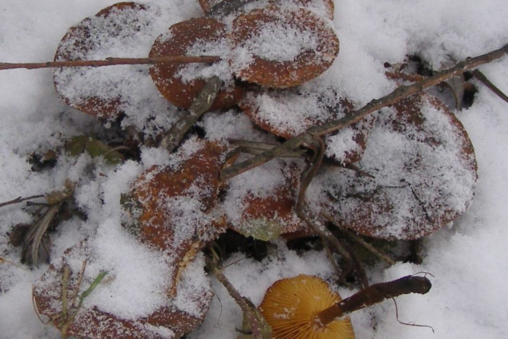 Téli fülőke a hó alatt – bírja a hideget. Fotó: Zsigmond Győző