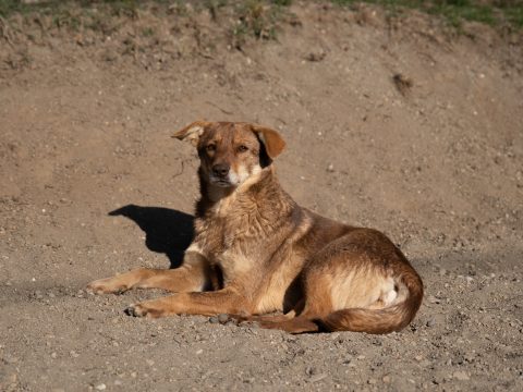 Önkormányzati szinten tesznek a kóbor kutyák elszaporodása ellen Sepsiszentgyörgyön