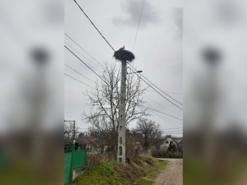 Fészkére ült az első háromszéki gólya