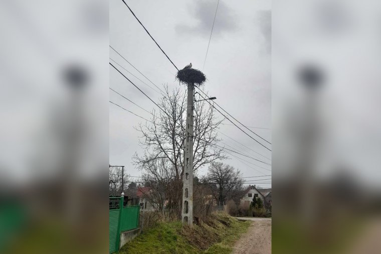 Fészkére ült az első háromszéki gólya