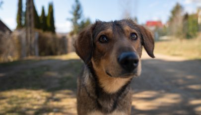 A polgármesterek menedzseri képességén múlhat a vidéki kóbor ebek sorsa