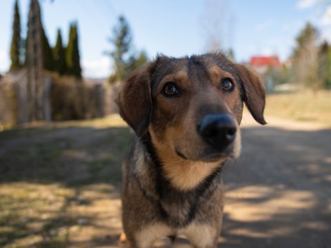 A polgármesterek menedzseri képességén múlhat a vidéki kóbor ebek sorsa