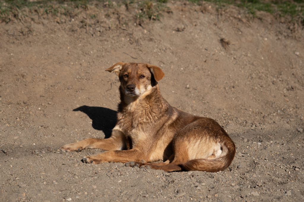 Bármennyire is barátságosan közelítenek az emberhez, végleges befogadókra nehezen találnak a kóbor kutyák. Fotó: Tuchiluș Alex