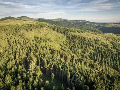 Könnyedén elfelejti az állam az erdőtulajdonosoknak járó tavalyi tartozásait