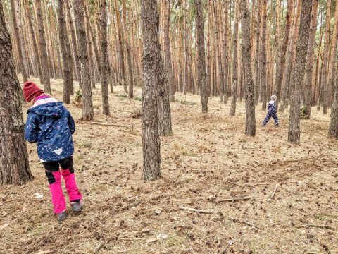 Diákok ismerkednek az erdővel, közben díjakat is nyerhetnek