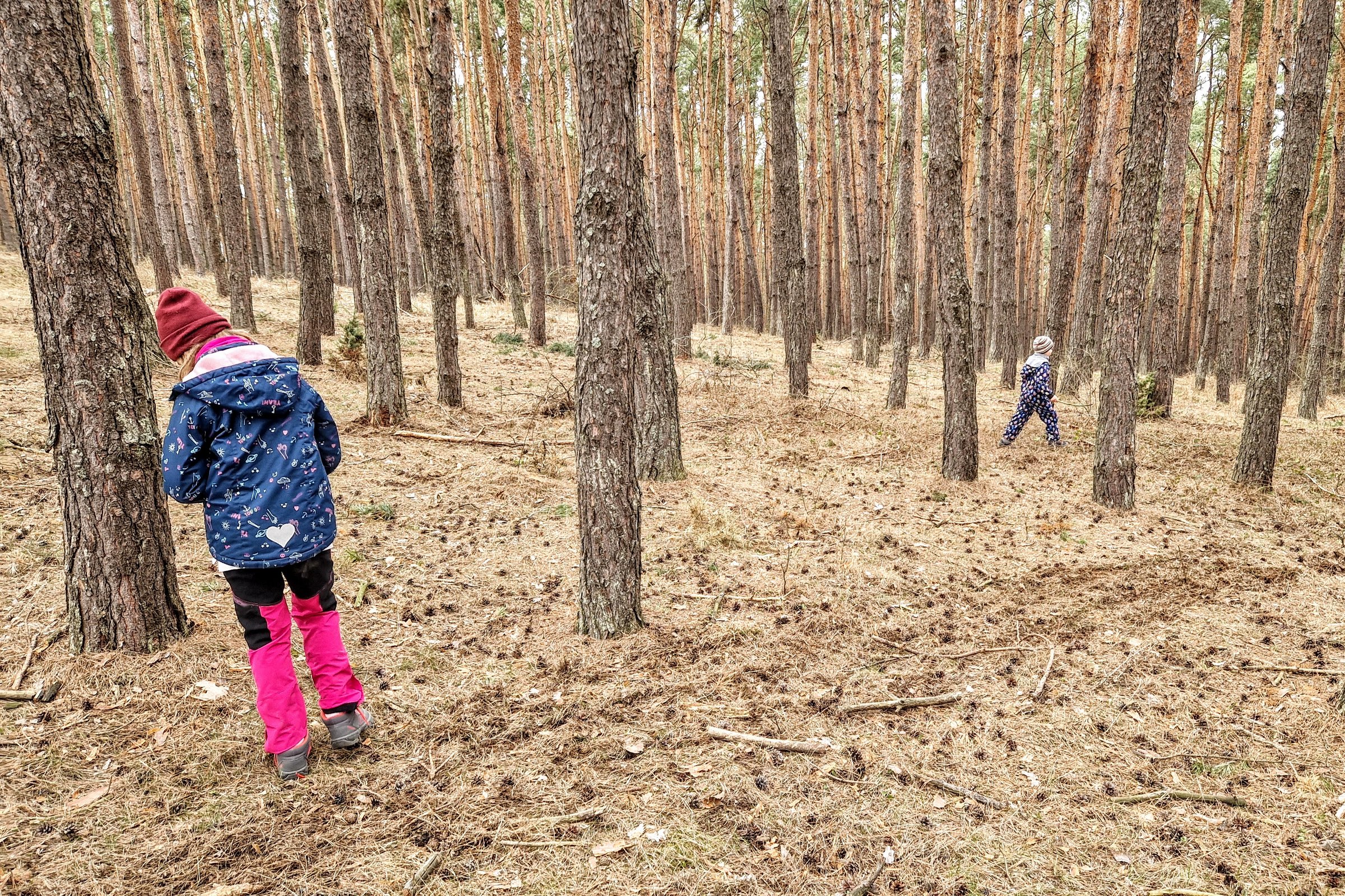 Diákok ismerkednek az erdővel, közben díjakat is nyerhetnek