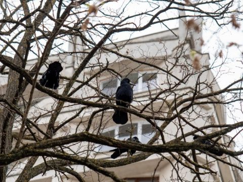 Kevés sikerrel küzd az ember a városokat elárasztó varjakkal szemben