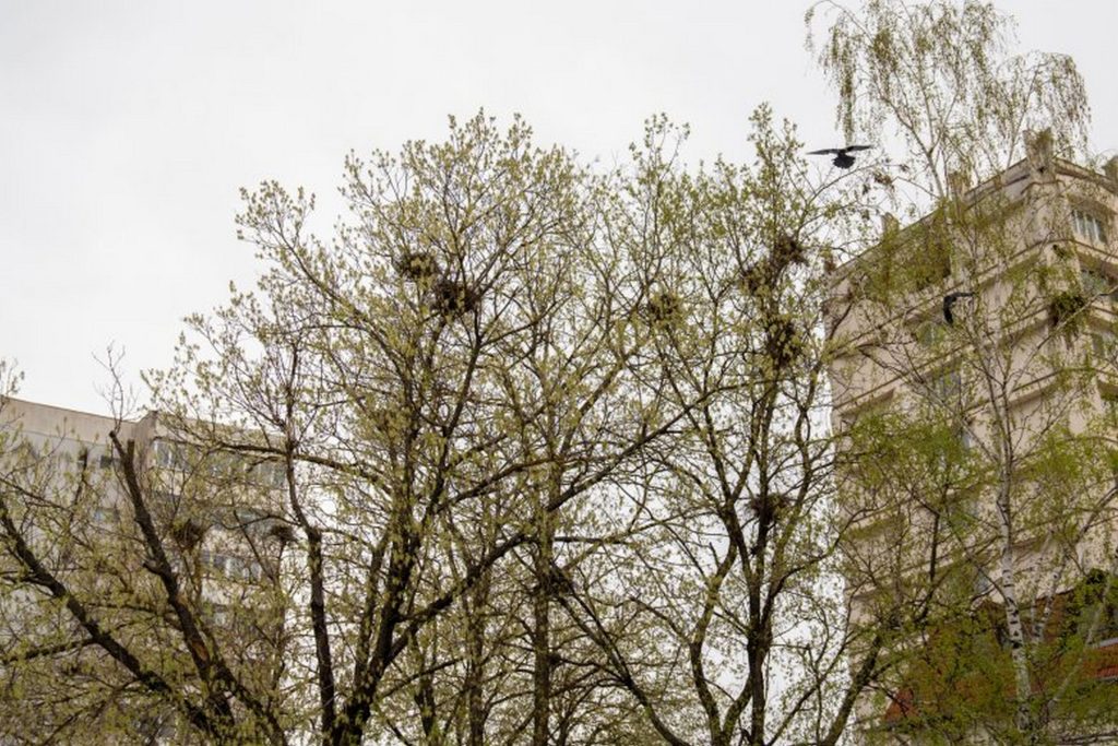 Két fán 14 fészek. Fotó: Tuchiluș Alex