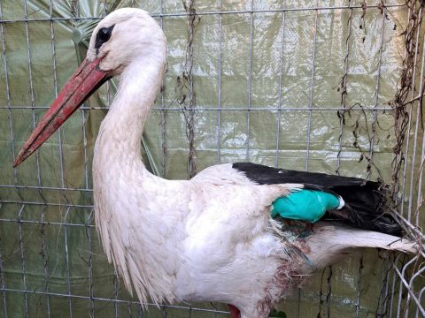 Túlélte a balesetet a gólya, de már csak házikedvenc lehet belőle