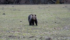 Emberre támadt egy medve Bölönpatakon