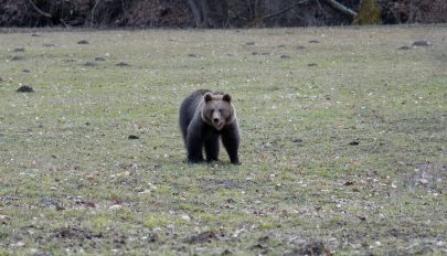 Számottevő pusztításba kezdtek a medvék Baróton és környékén