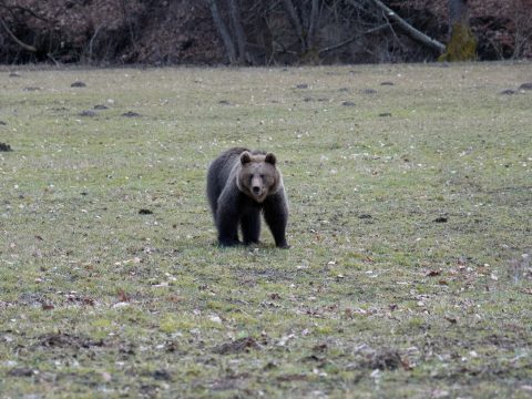 Emberre támadt egy medve Bölönpatakon