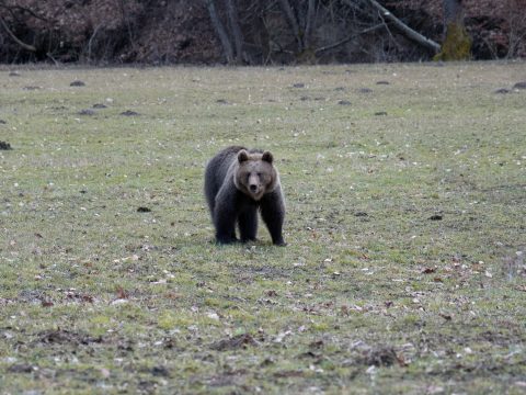 Számottevő pusztításba kezdtek a medvék Baróton és környékén