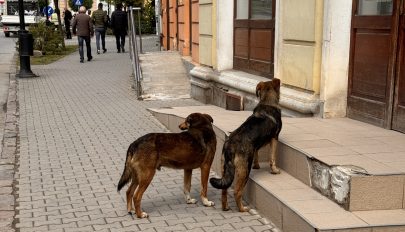 Célzottan keresik a kóbor ebeket Sepsiszentgyörgyön