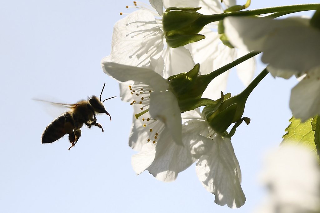 Virágport gyűjtő méh. Fotó: MTI/Kovács Tamás