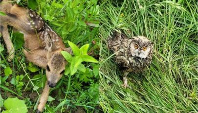Miközben egy őzgidát mentettek, egy röpképtelen baglyon is segítettek az utászok
