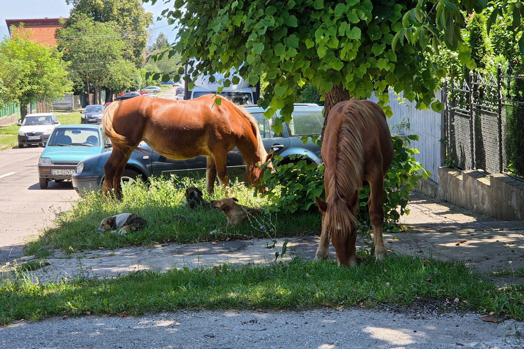 Kóbor lovaktól féltik autóikat a sepsiszentgyörgyiek