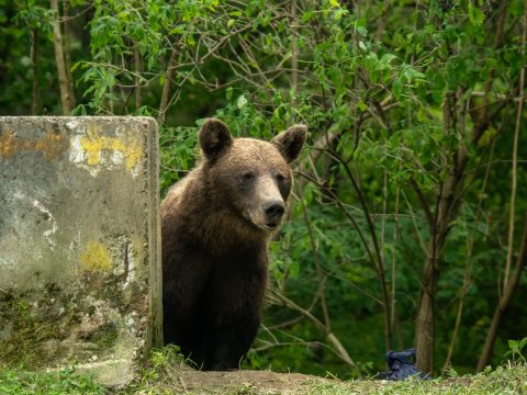 Idén alig több mint félszáz medve lőhető ki Háromszéken