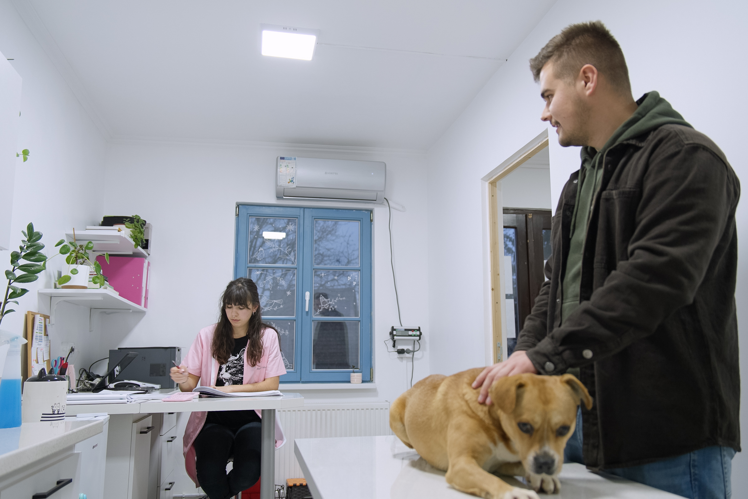 Tombol a babézia a házikedvencek körében
