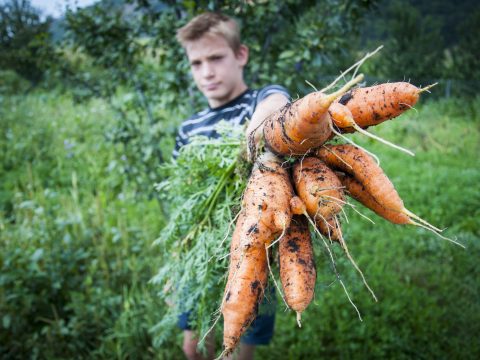 Átnéznek a kerítésen: a háromszékiek is átveszik a jó hargitai gyakorlatot