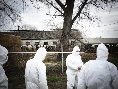 Székely gazdák figyelmébe: komolyan kell venni a ragadós száj- és körömfájás veszélyét
