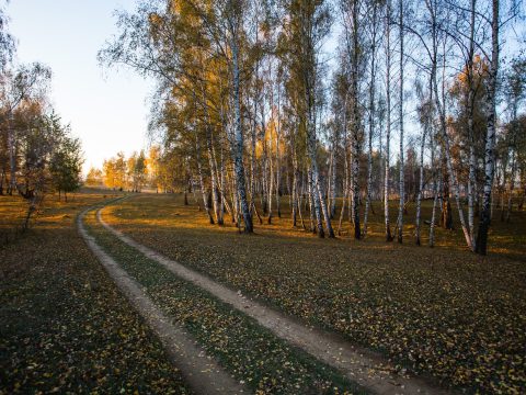 Turistaövezetben támadták meg a kutyák, veszélyben volt az élete  