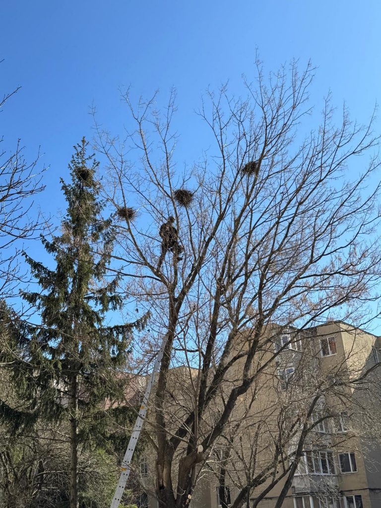 Fotó: Rara Avis Egyesület