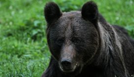 Az idei medvekvóta felét már kimerítették Háromszéken