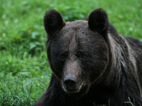 Az idei medvekvóta felét már kimerítették Háromszéken