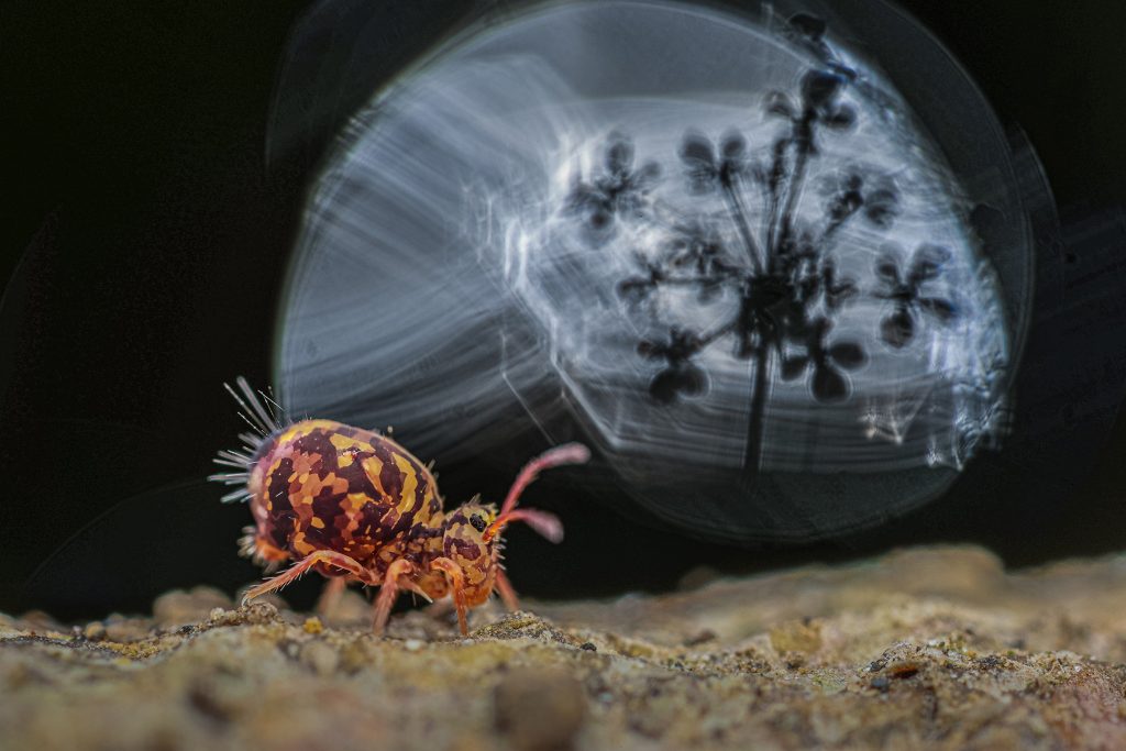 Dicyrtomina ornata. Fotó: Zsolt Ujvari Nature Photography/facebook