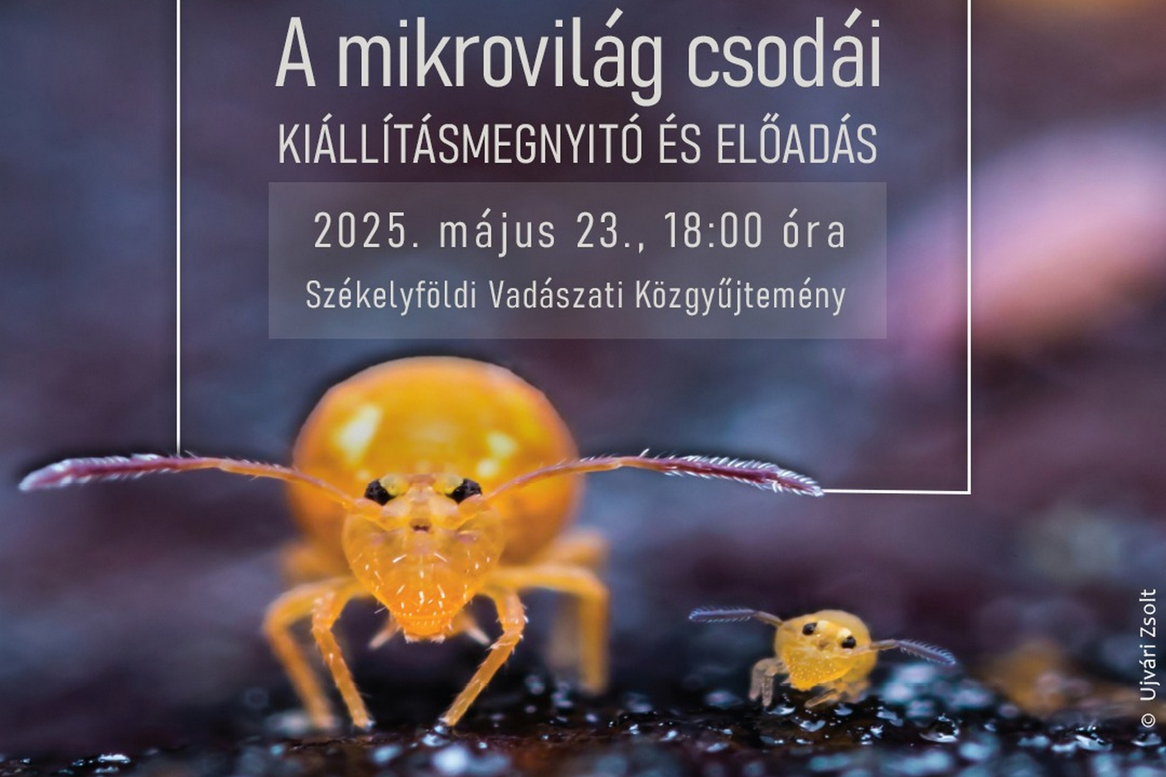 A Mikrovilág csodái Ceaușescu medvéje mellett