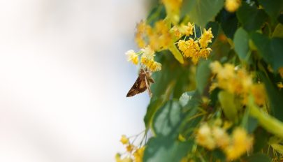 Rejtélyes lepkerajzás Sepsiszentgyörgyön