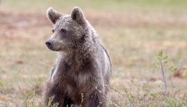 Kilőtték a sepsiszentgyörgyi lakónegyedben garázdálkodó medvét