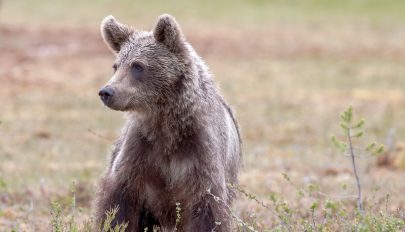 Kilőtték a sepsiszentgyörgyi lakónegyedben garázdálkodó medvét