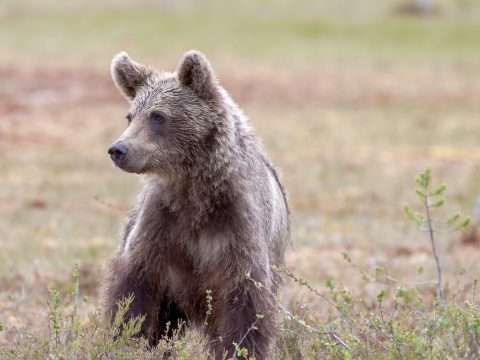 Kilőtték a sepsiszentgyörgyi lakónegyedben garázdálkodó medvét