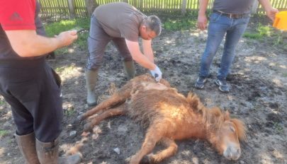 Juhokat öltek, lovat sebesítettek meg a medvék Sepsiszentgyörgy egyik lakónegyedében