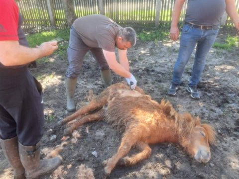 Juhokat öltek, lovat sebesítettek meg a medvék Sepsiszentgyörgy egyik lakónegyedében