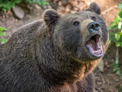 Kézdivásárhelyre is kiterjesztette vadászterületét egy medve
