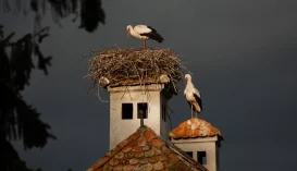 A gólyákat is próbára teszi a szélsőséges időjárás