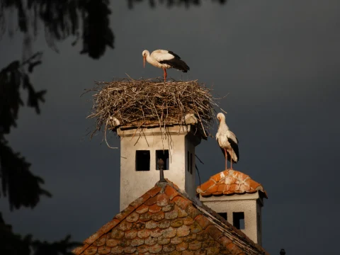 A gólyákat is próbára teszi a szélsőséges időjárás