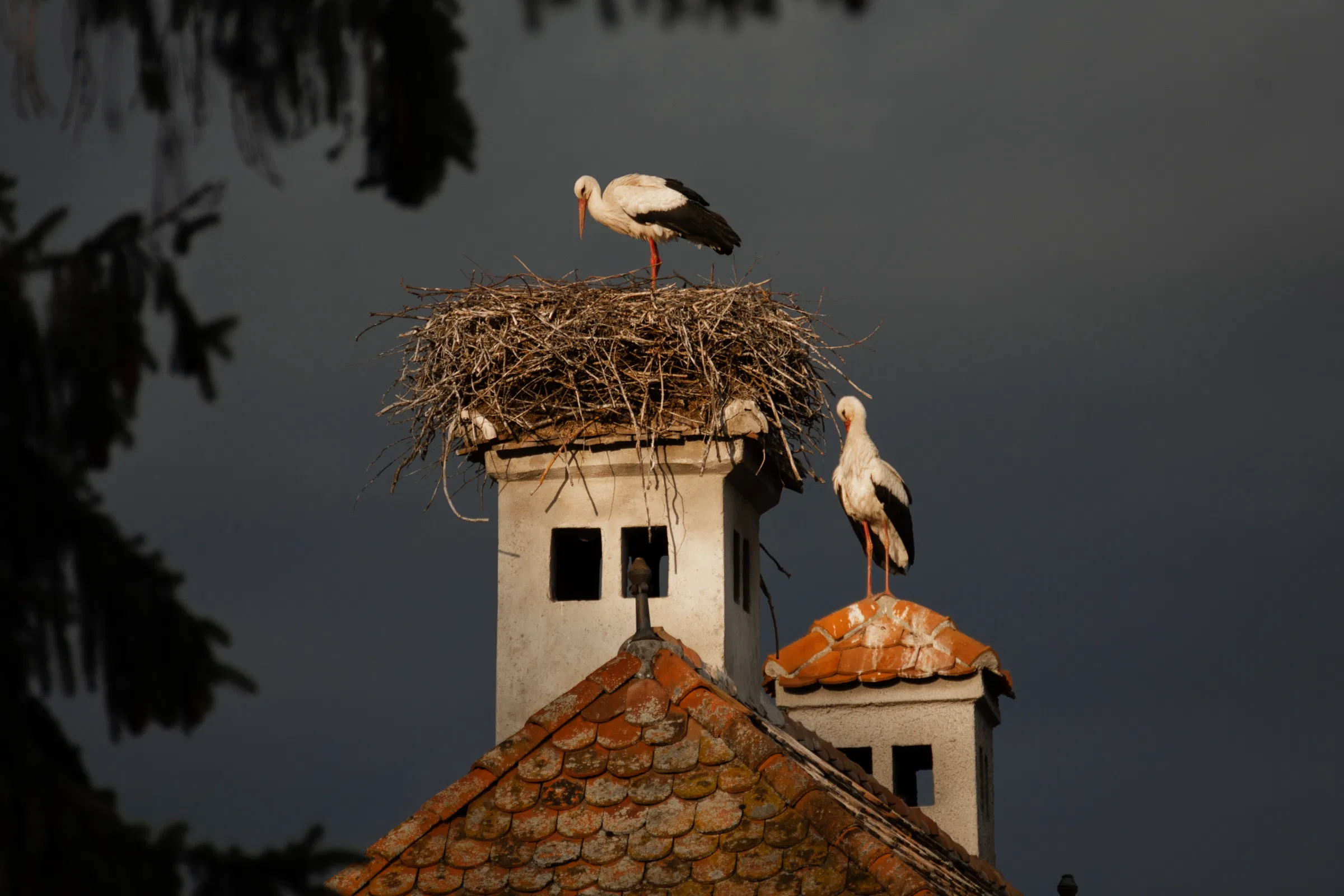 A gólyákat is próbára teszi a szélsőséges időjárás