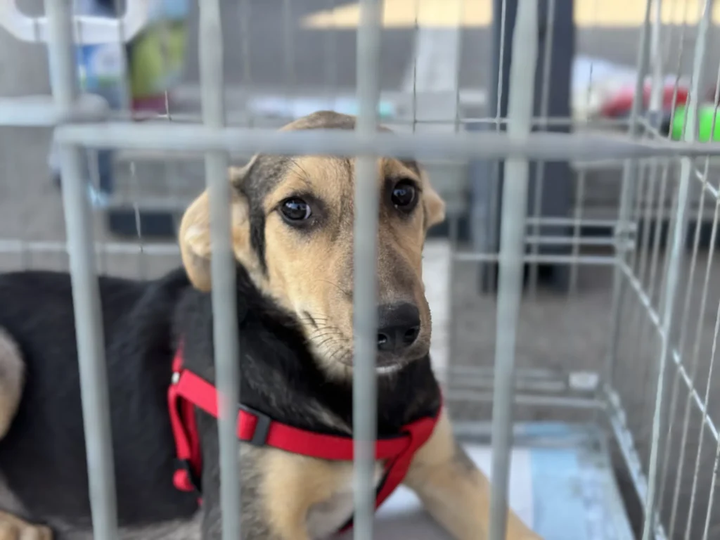 A Justice for Animals és más állatbarátok az örökbe fogadást népszerűsítik. Fotó: Farkas Orsolya